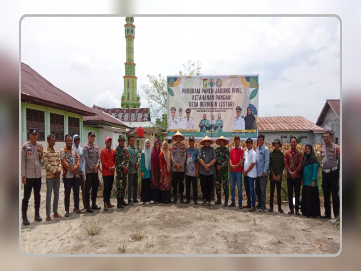 Camat Tapung Hilir Lakukan Panen Perdana Jagung Pipil Bumdes Maju Jaya Desa Beringin Lestari