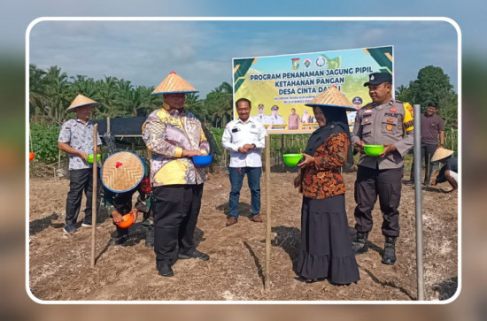 Camat Tapung Hilir Bersama UPIKA dan BUMDes Cinta Damai Tanam Jagung Pipil Dukung Ketahanan Pangan